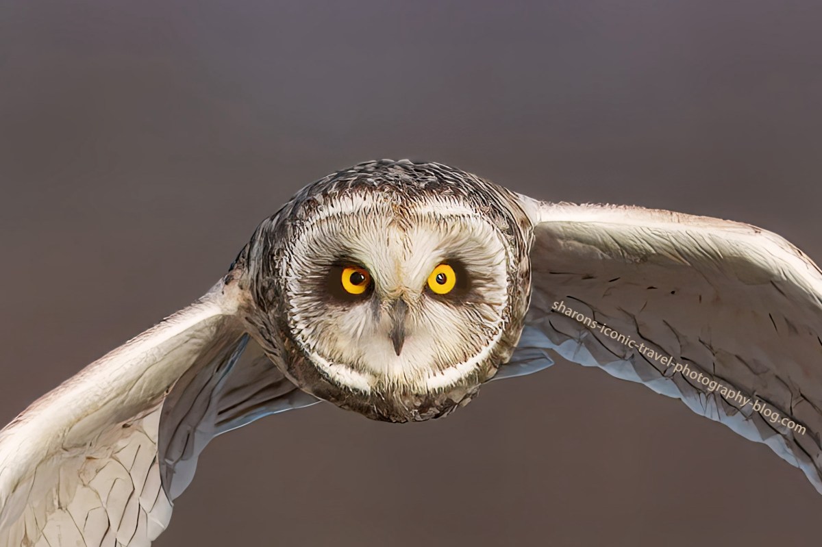 Short-Eared Owl Head&nbsp;On