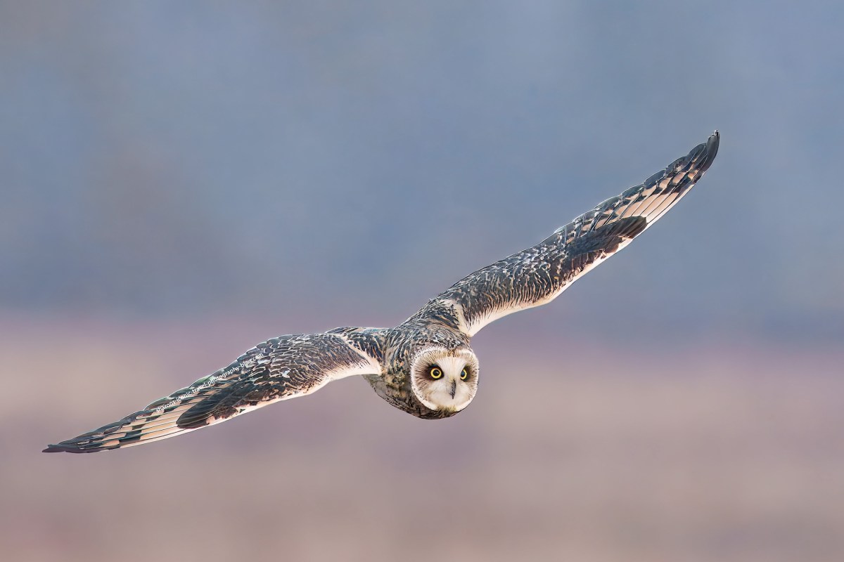 Short-Eared Flight