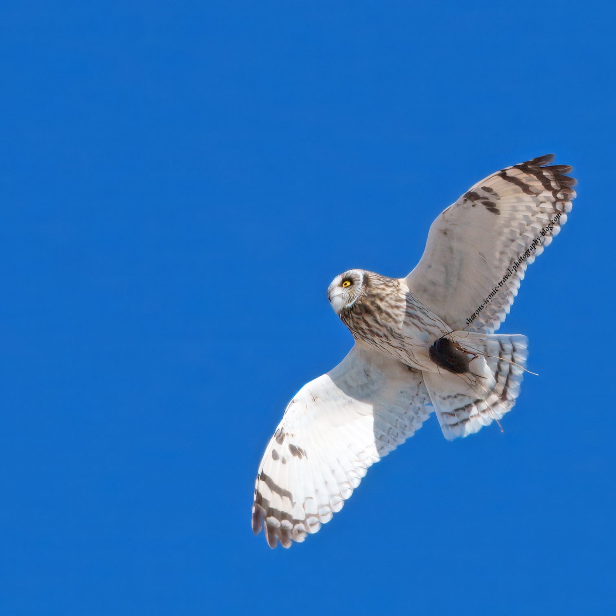 Short-Eared Owl With a Vole Feb.&nbsp;2025