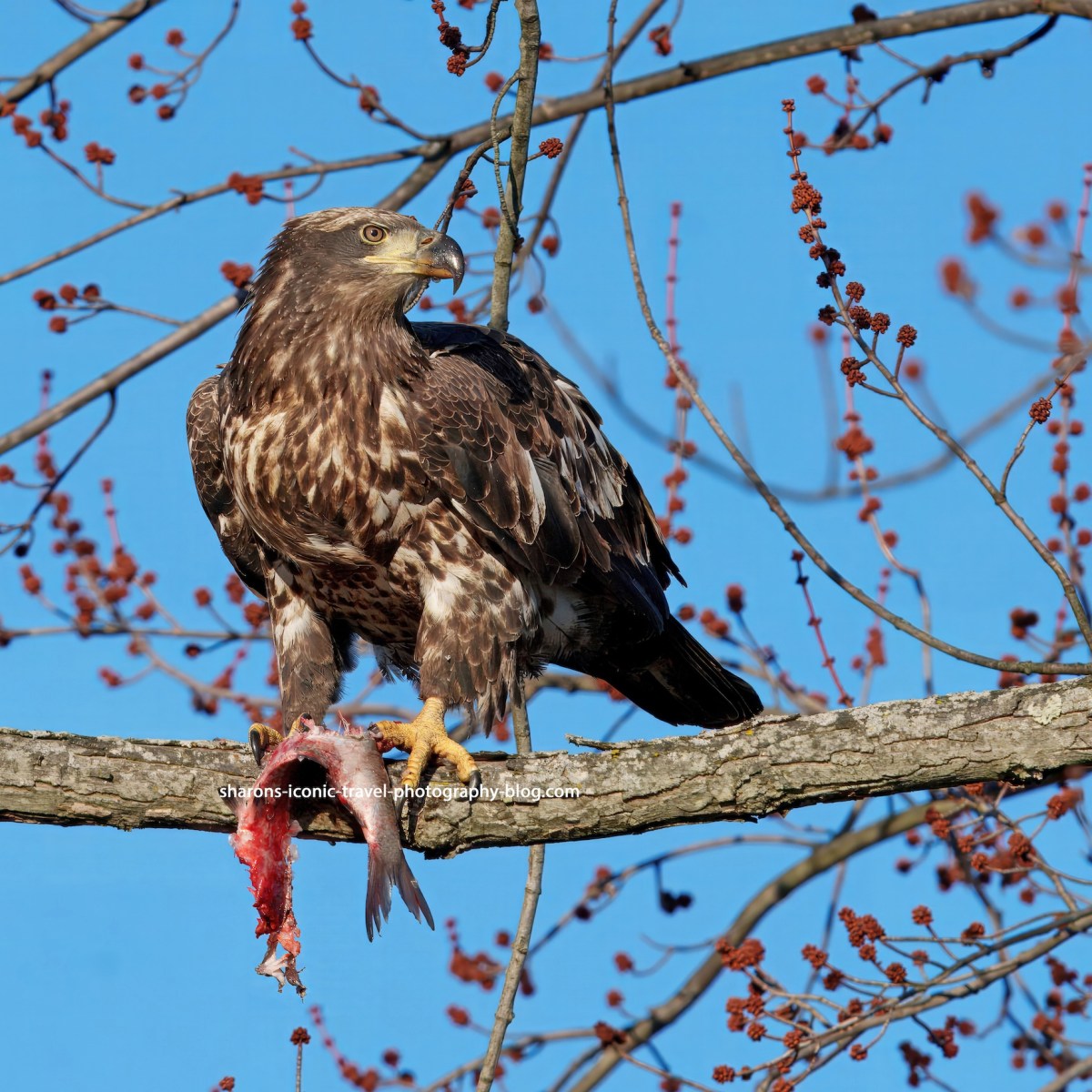 Young Eagle With&nbsp;Fish