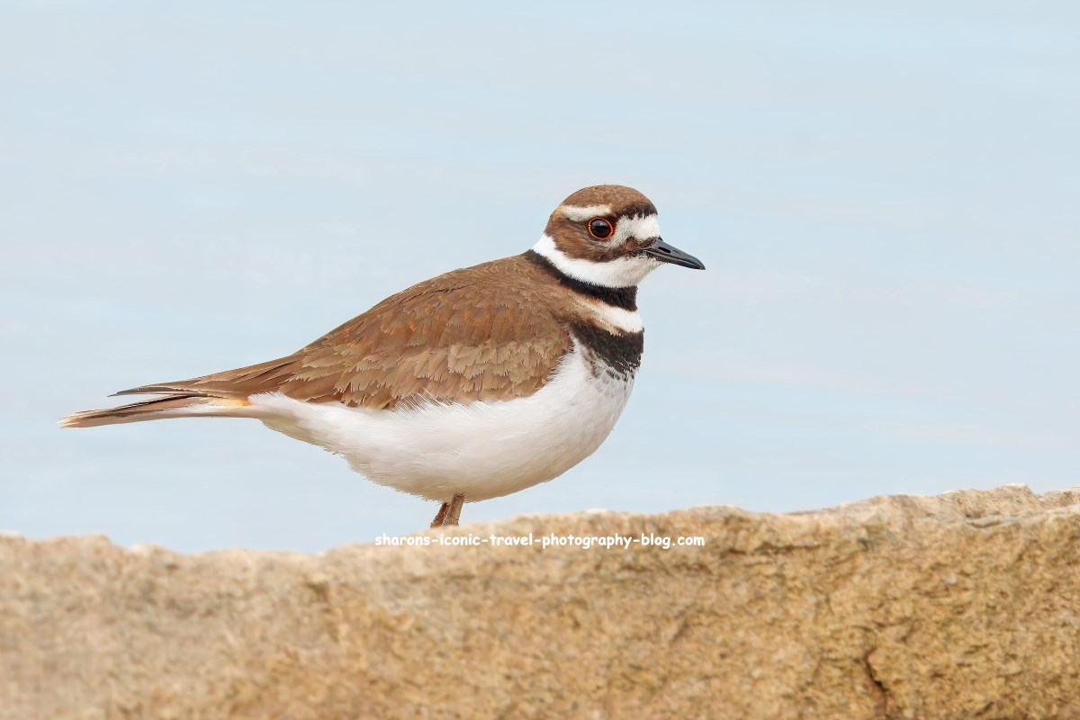 Killdeer on the&nbsp;Hudson