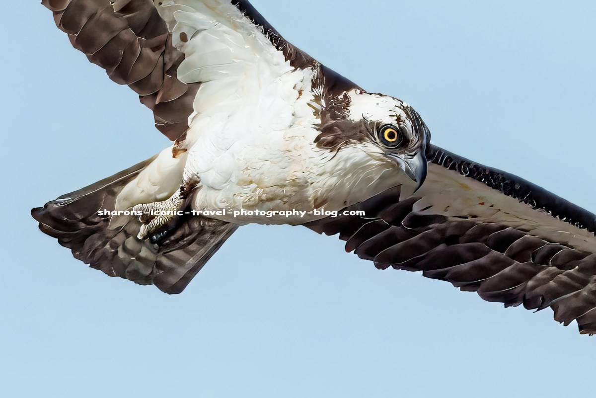 Close Encounter With an&nbsp;Osprey