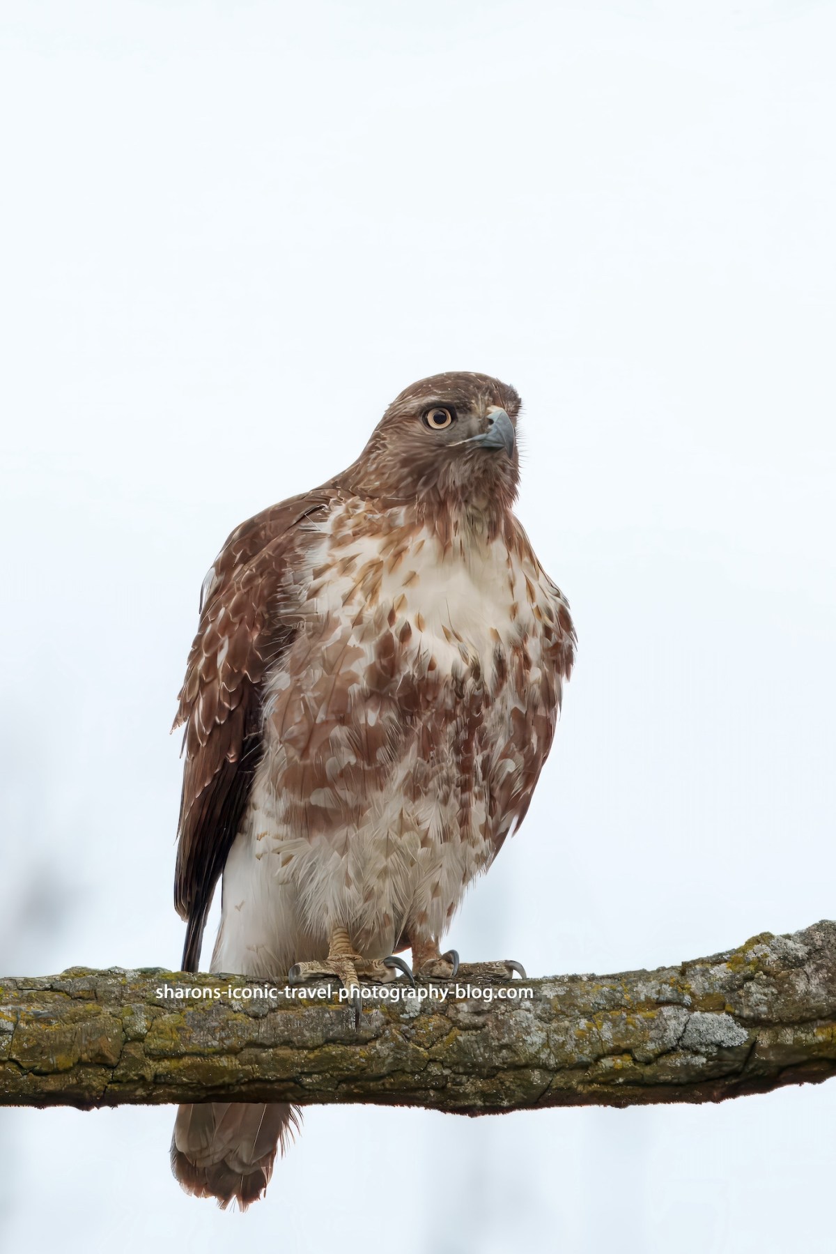 Red-Tailed Hawk on the&nbsp;Hudson