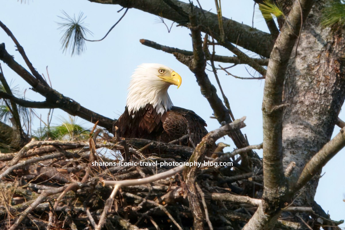 Nesting Eagle