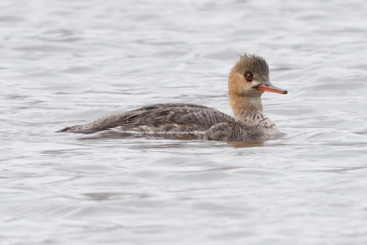 Red Breasted Merganser&nbsp;2