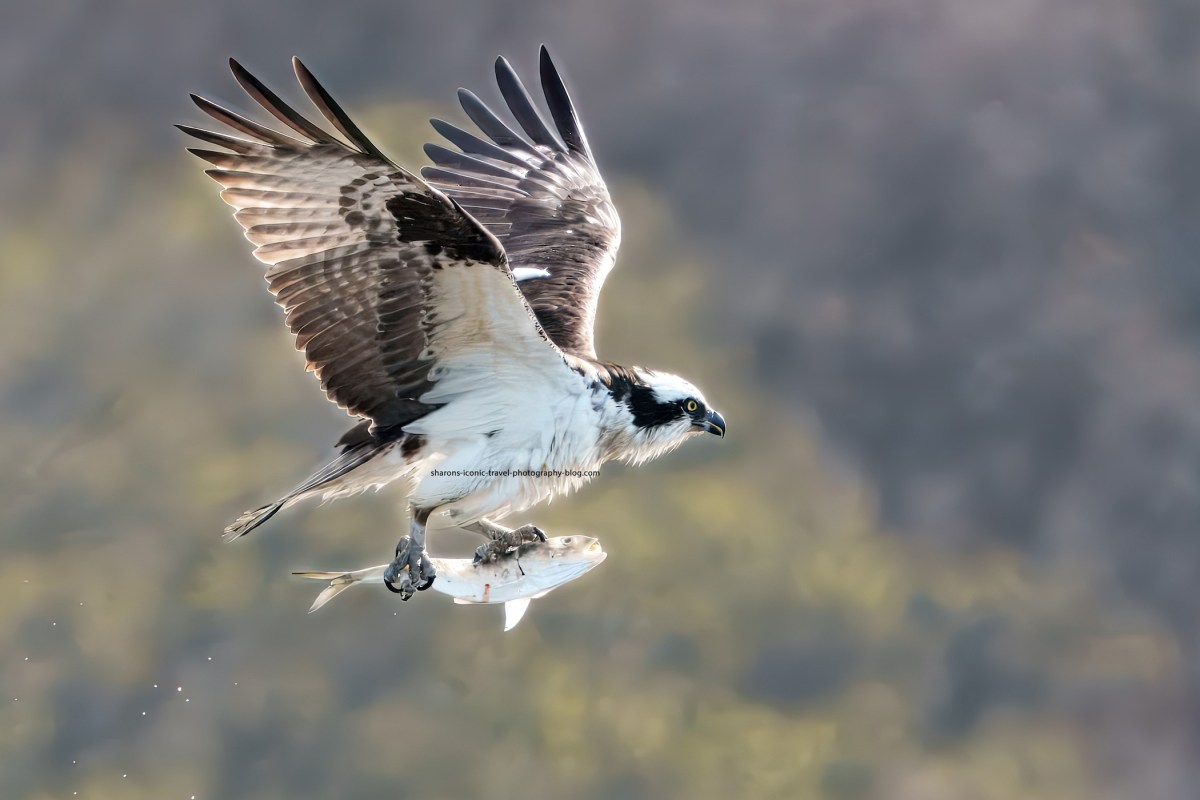 Osprey With a&nbsp;Fish