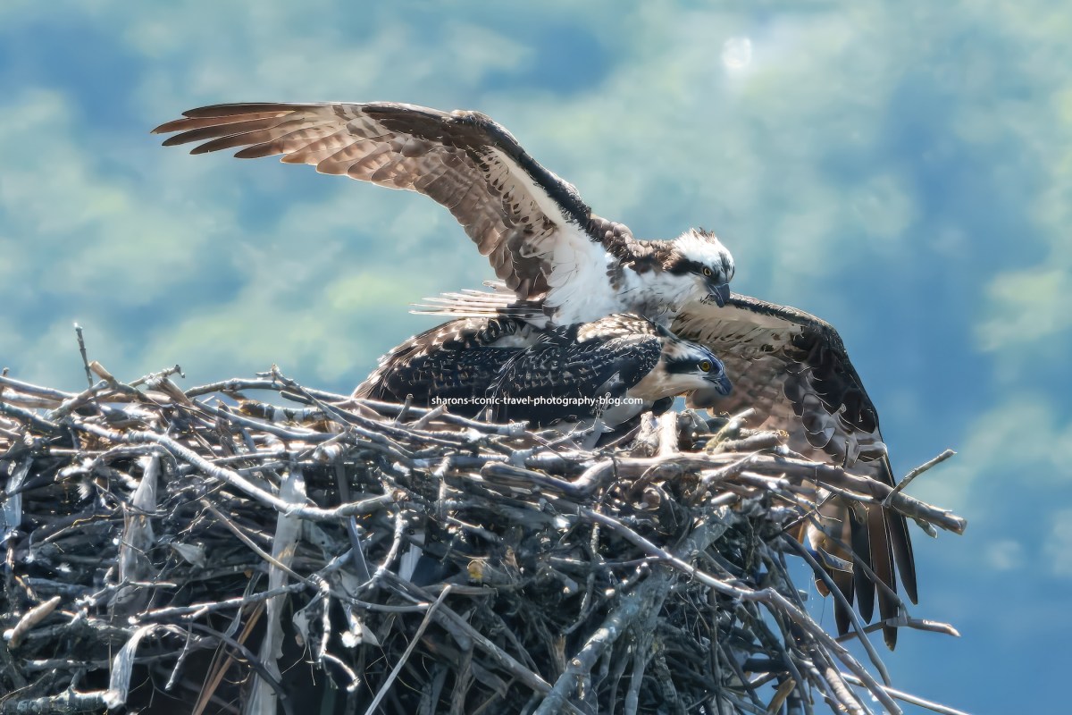 Osprey at 105&nbsp;Degrees
