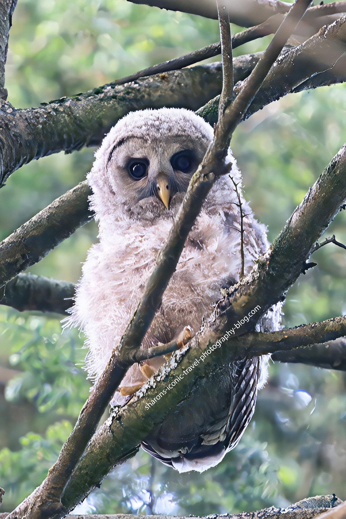 Straight Out of the Tree&nbsp;Hole