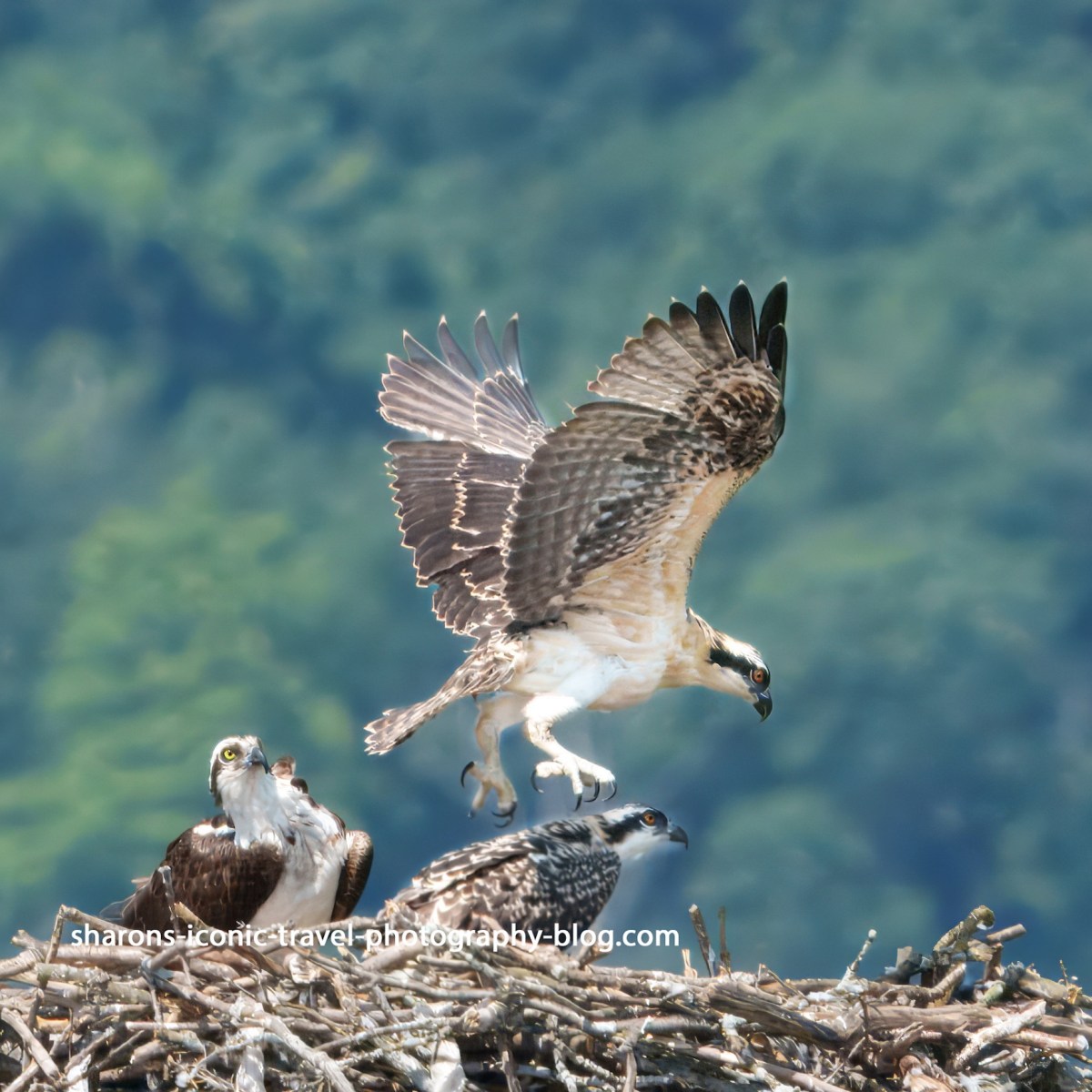 Young Osprey Hovering