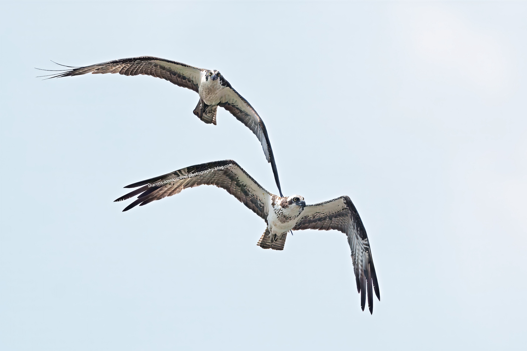 The Osprey Fledged – Sharon's Iconic Travel Photography Blog