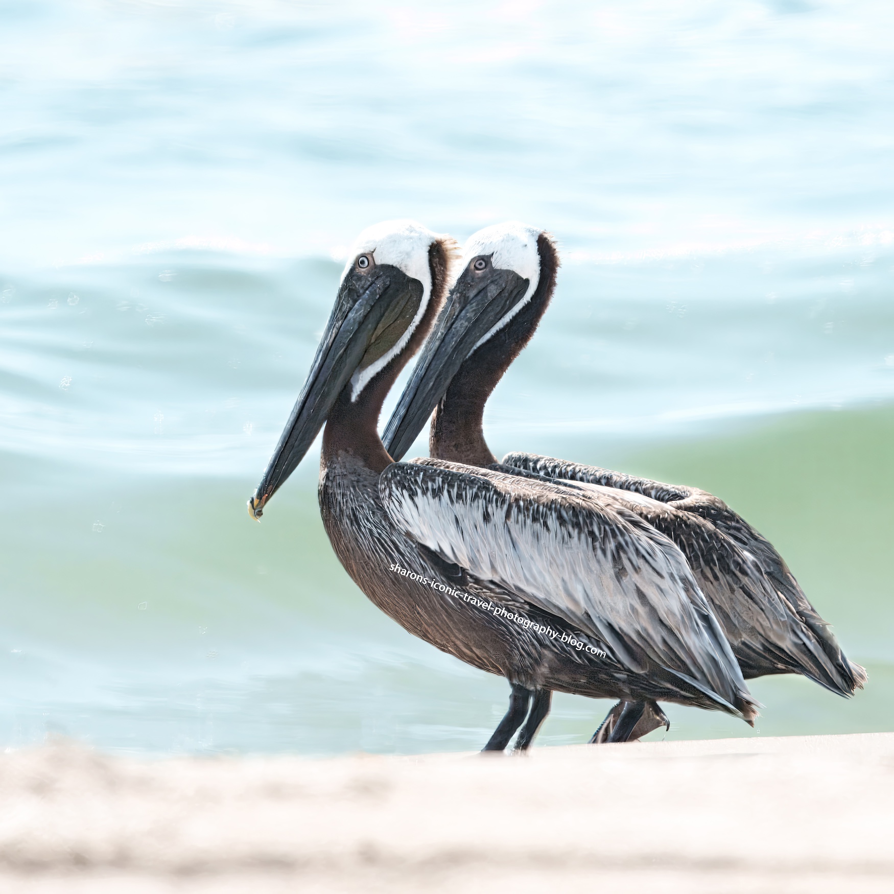 dsc07385-pelican-blog.jpg?w=840