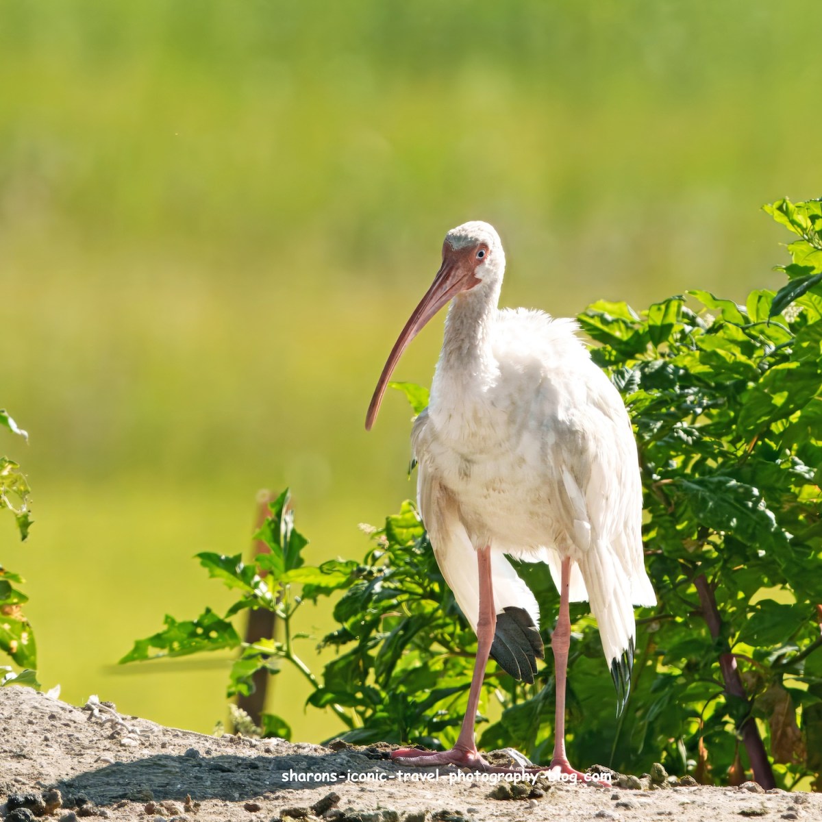 White Ibis August