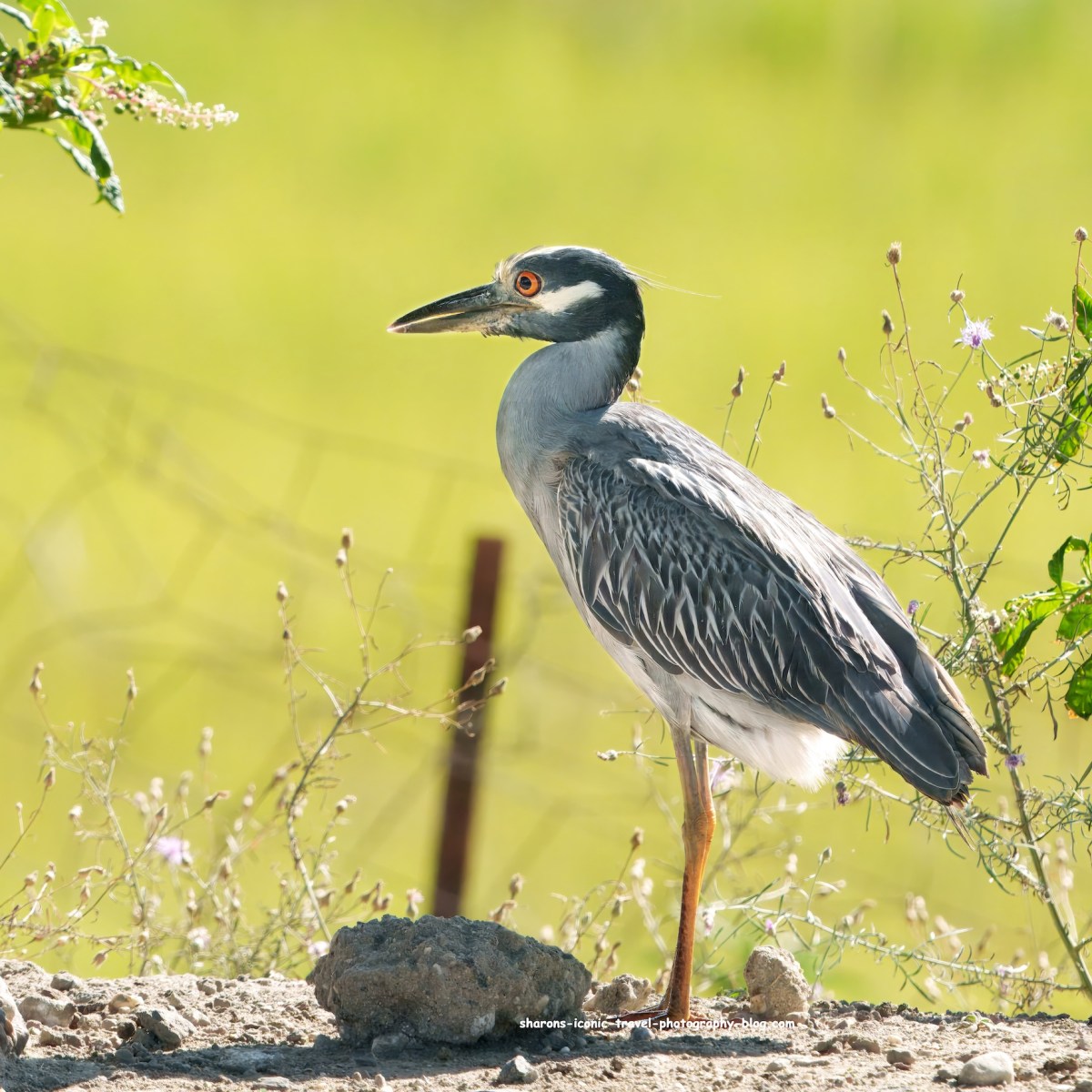 Yellow-Crowned Night Heron