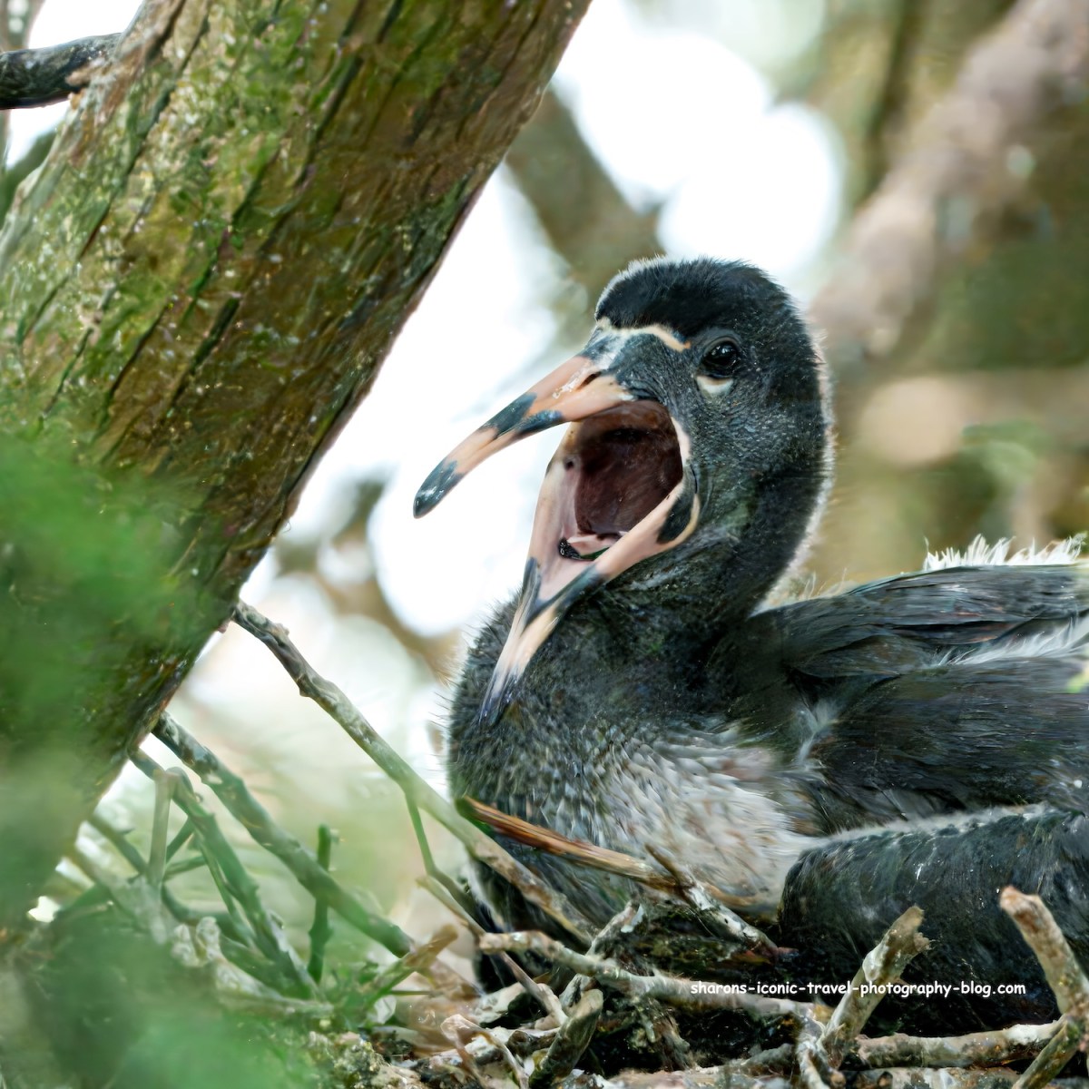 White Ibis Babies