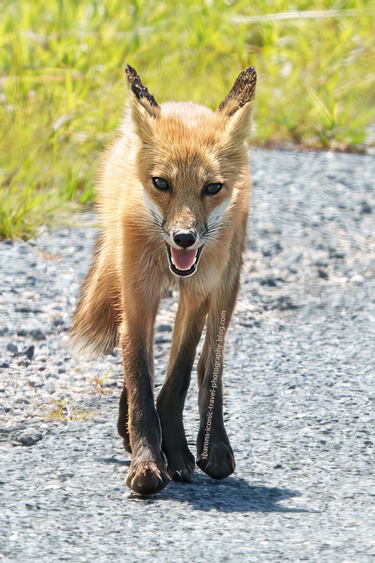 Fox on a&nbsp;Road