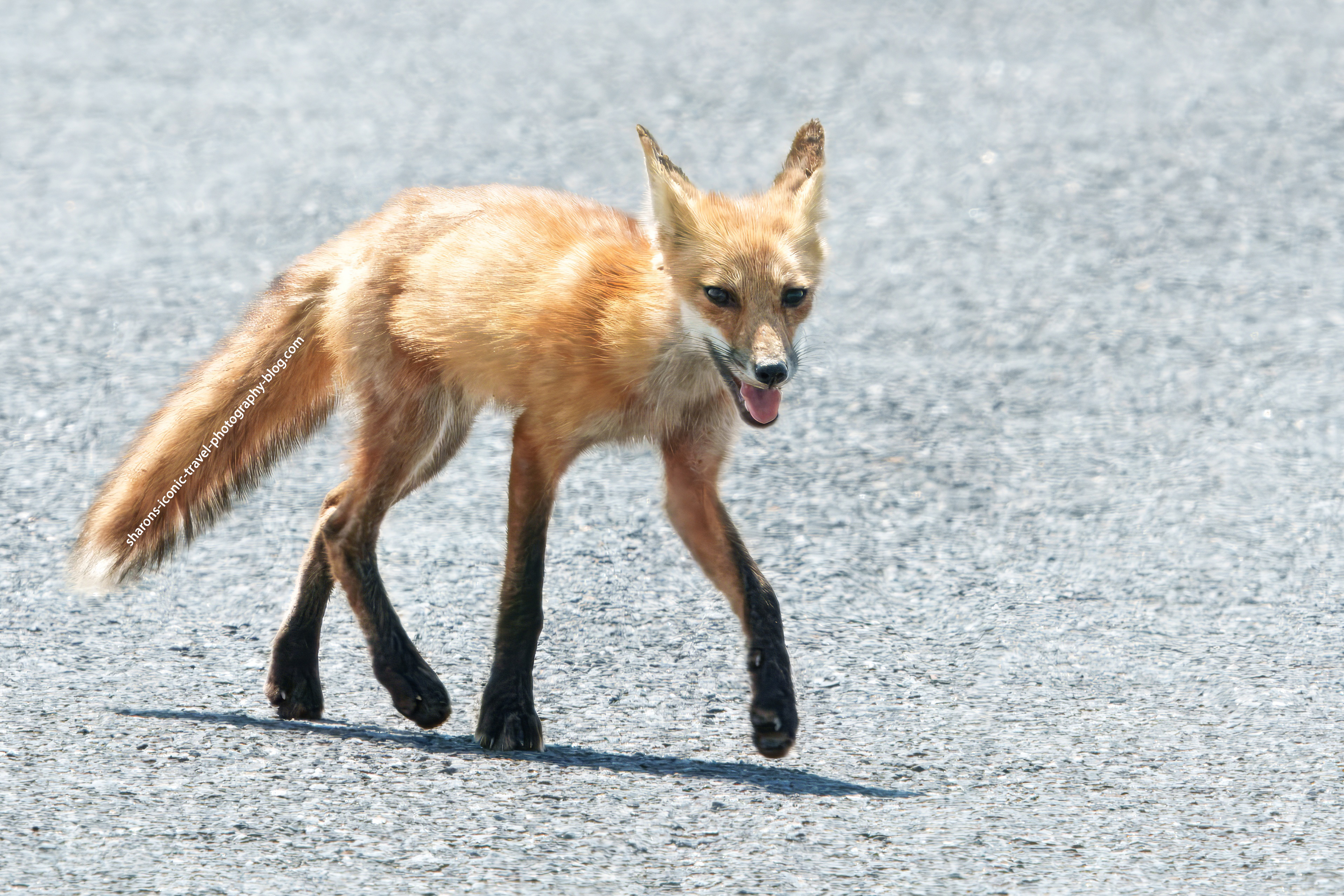 Fox on a Road – Sharon's Iconic Travel Photography Blog