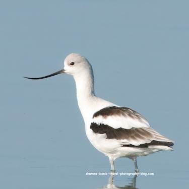 American Avocet