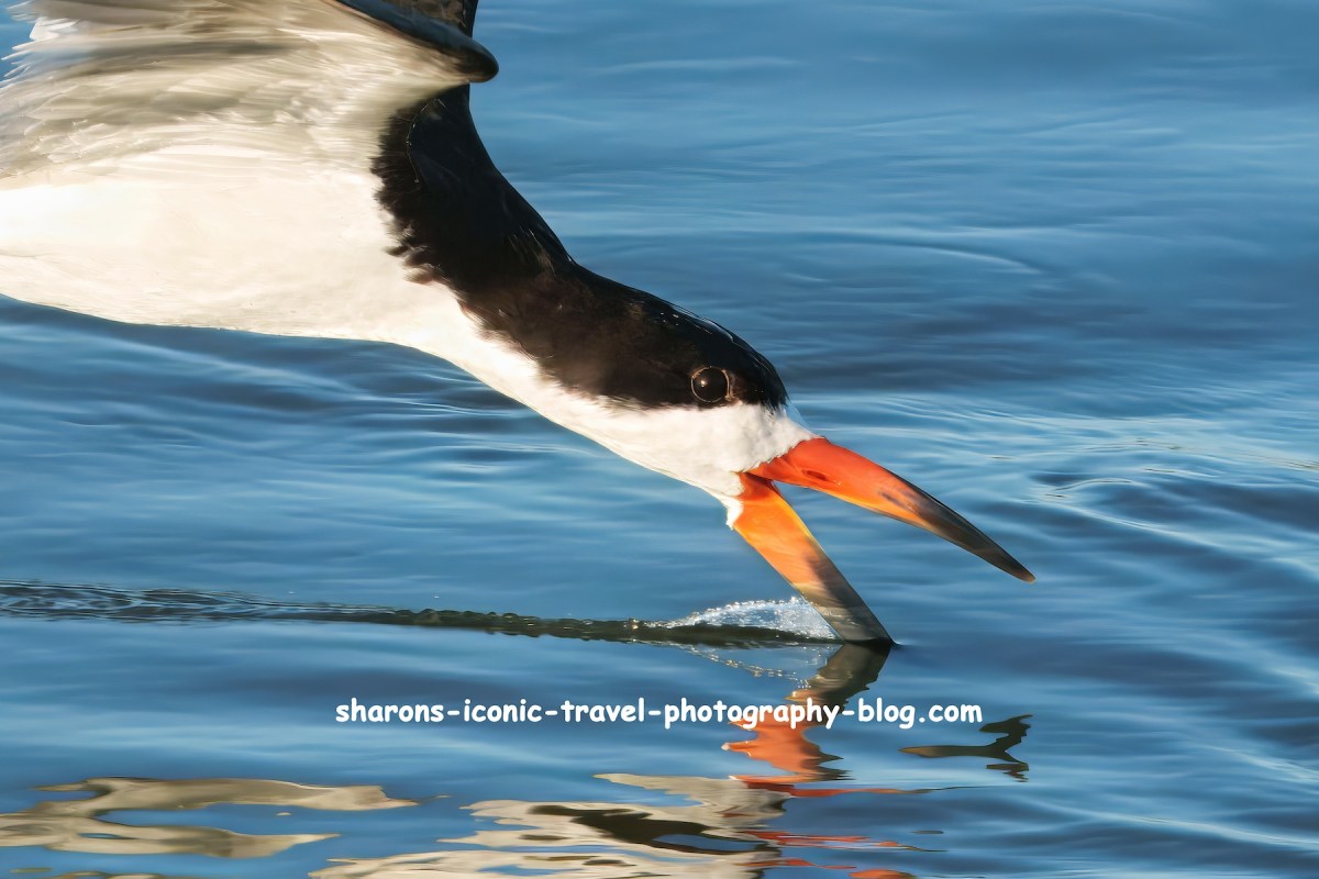 Black Skimmer