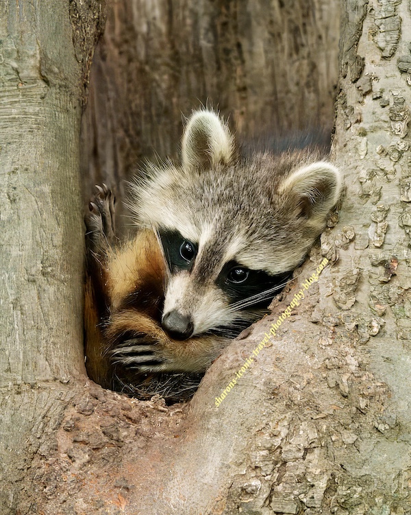 Another Tree, Another&nbsp;Raccoon