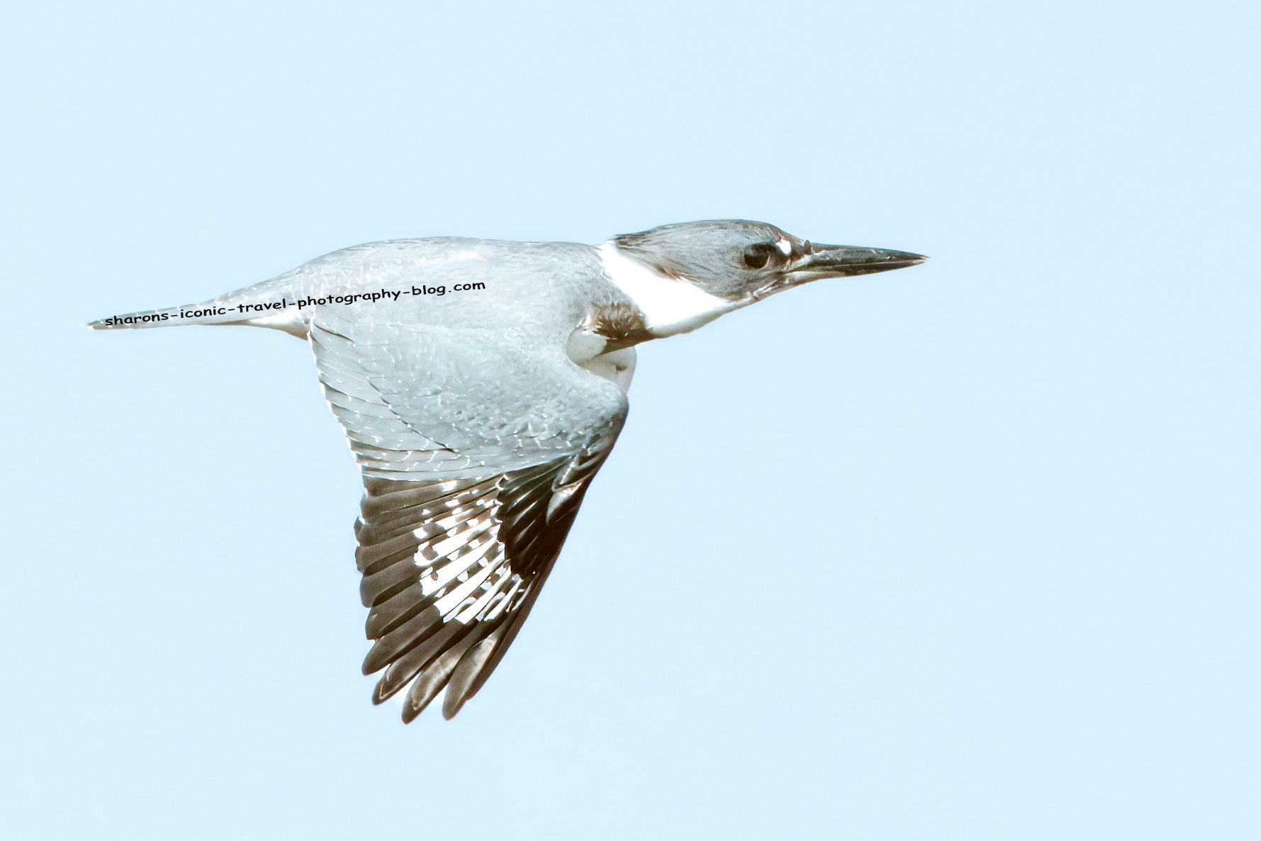 Kingfisher in Flight – Sharon's Iconic Travel Photography Blog