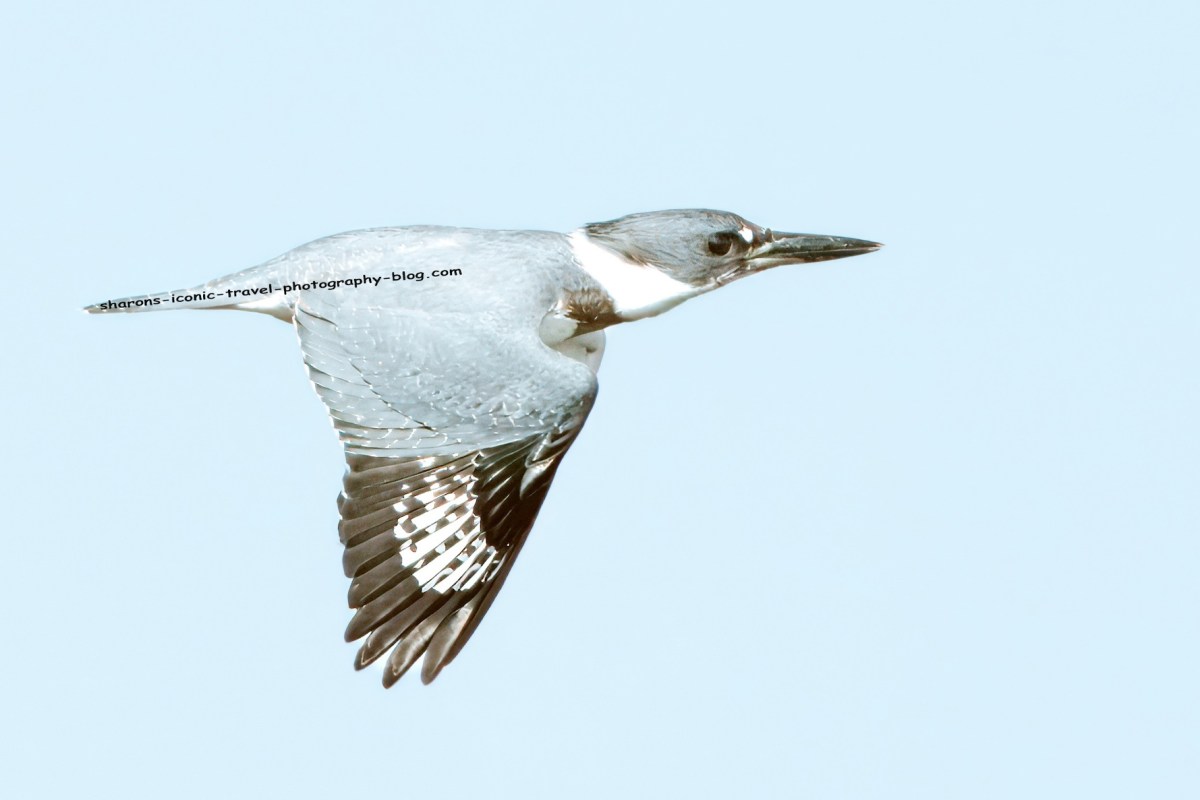 Kingfisher in Flight