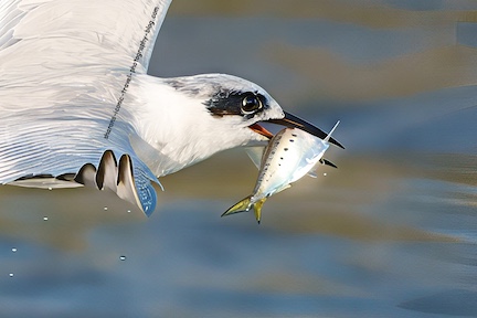 Tern Catching Fish