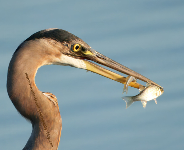 Two For One&nbsp;Deal