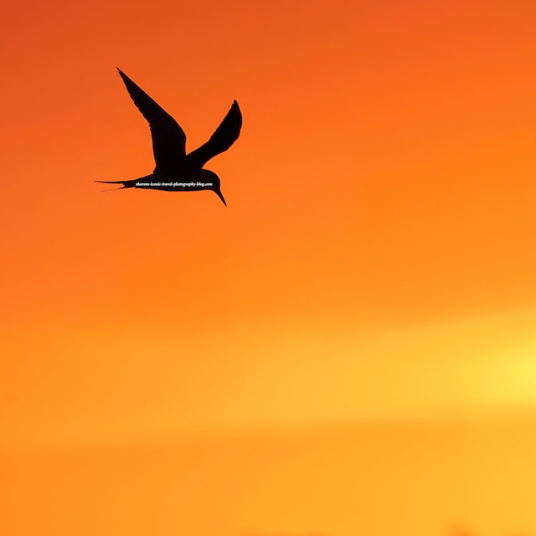 Tern at Sunrise