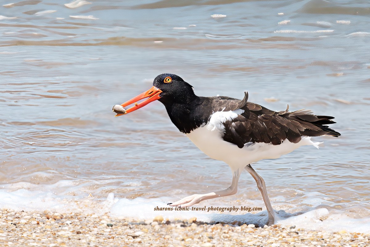 American Oyster Catcher in&nbsp;NJ