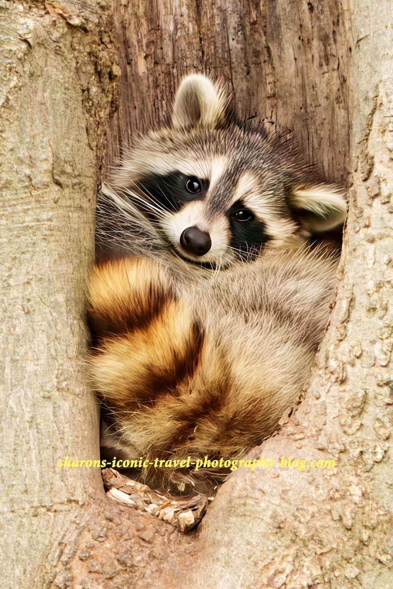 Returning Raccoon – Sharon's Iconic Travel Photography Blog