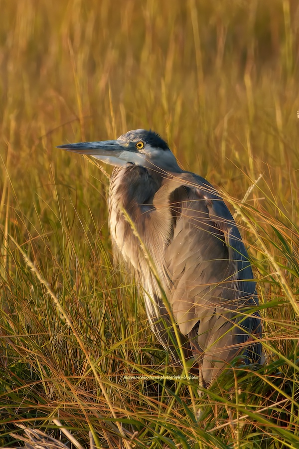 Great Blue Heron in Golden&nbsp;Light