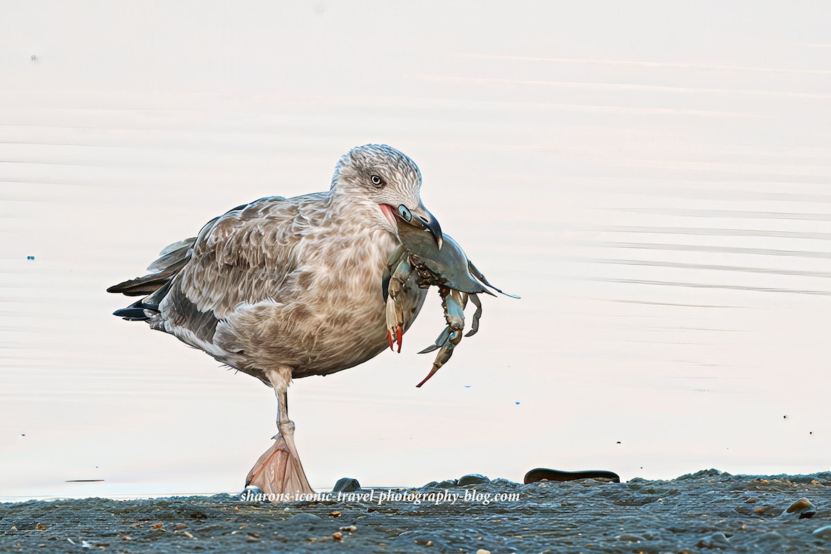 American Herring Gull With Blue&nbsp;Crab