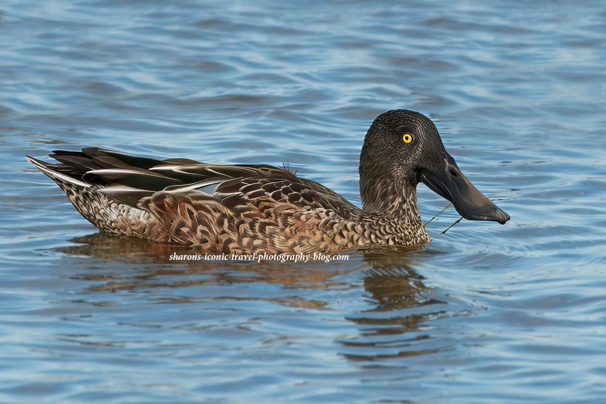 Northern Shoveler in New&nbsp;Jersey