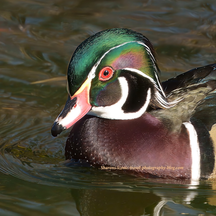 Male Wood Duck in&nbsp;Autumn