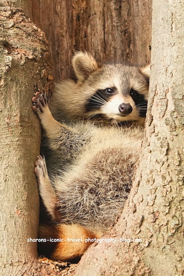 Raccoon on November&nbsp;15