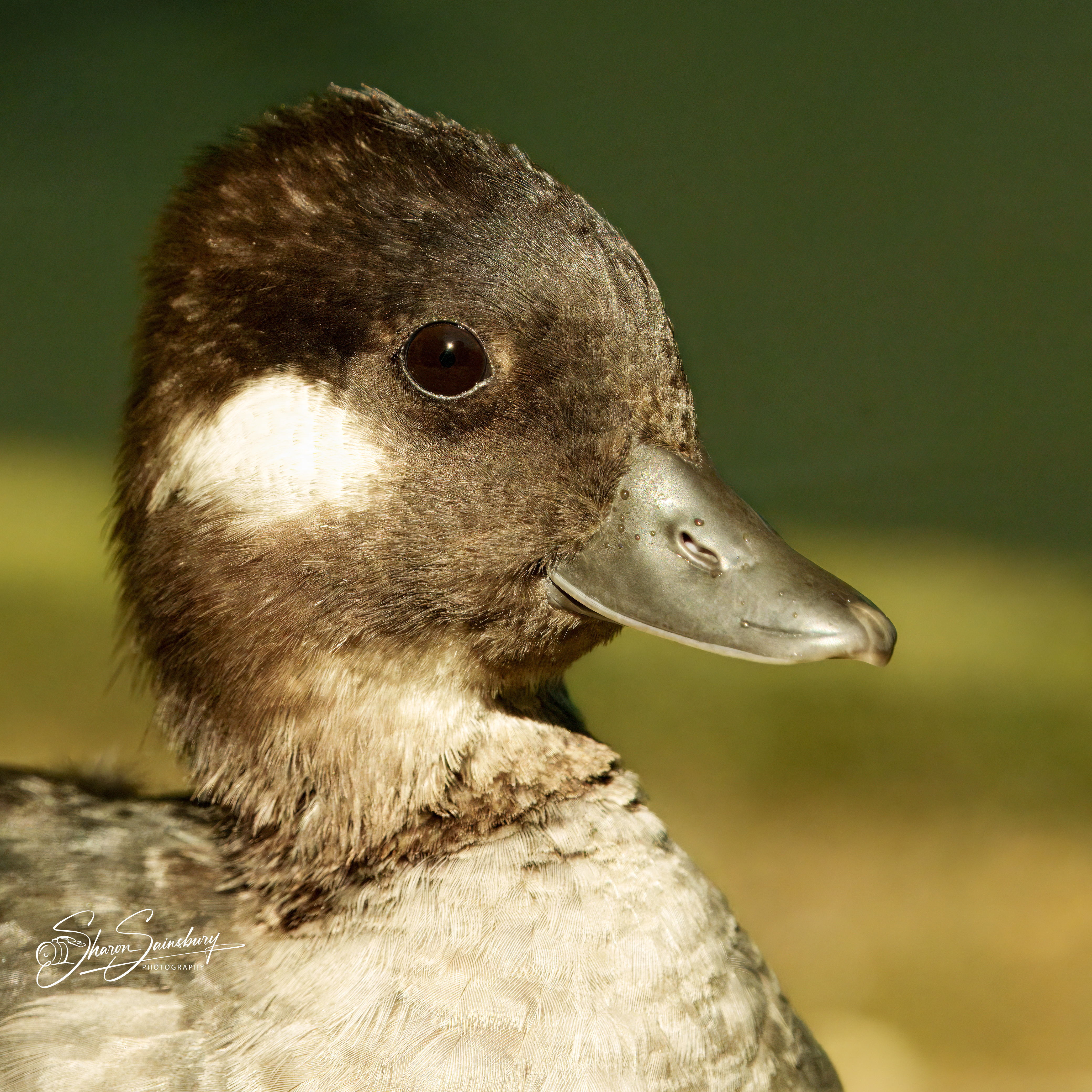 Bufflehead Duck