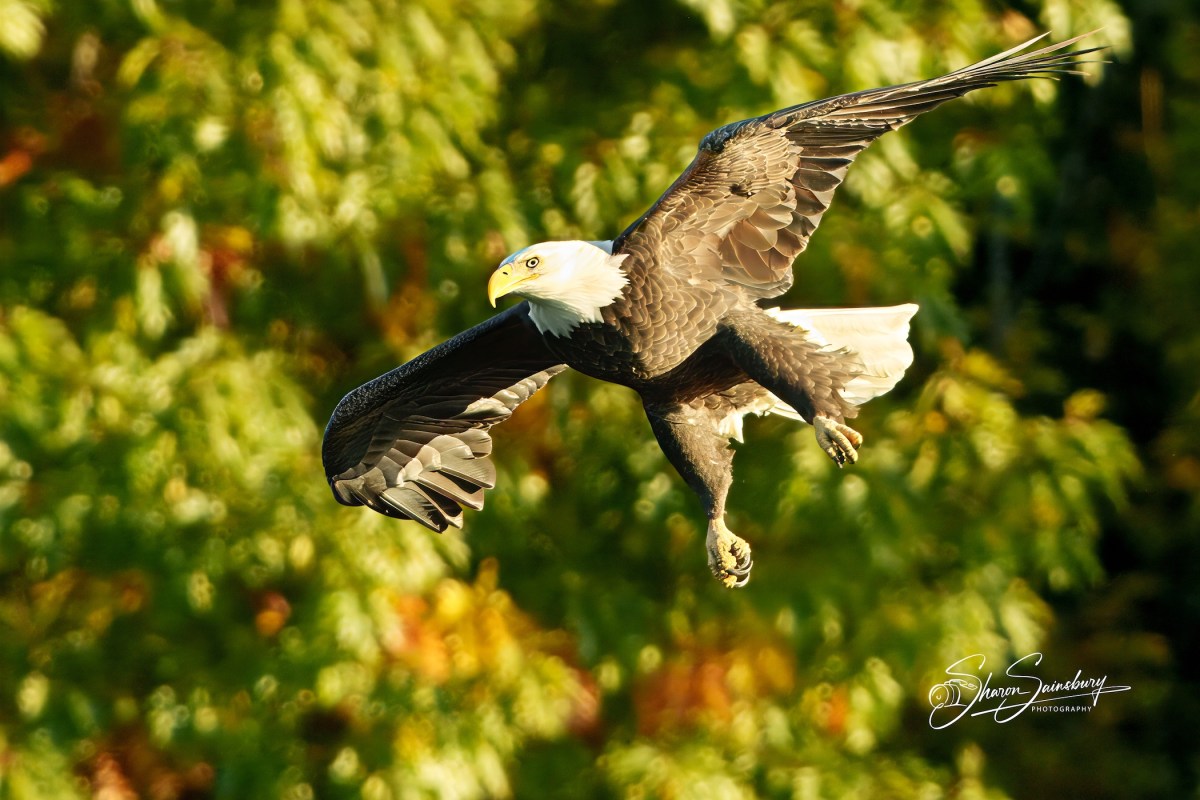 Eagle Catching a&nbsp;Fish