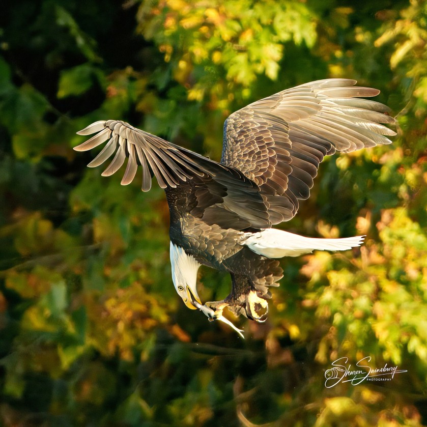 The Eagle is flying down from his perch in a tree.